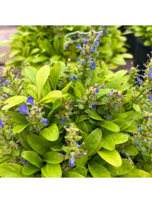 Ajuga Feathered Friends Cordial Canary