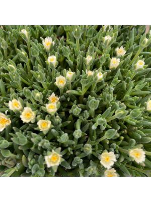 Ice plant Jewel Desert Moon Stone