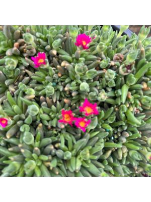 Ice plant Jewel Desert Amethyst