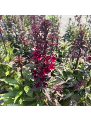 Lobelia Starship Burgundy