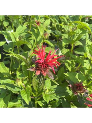 Bee Balm Jacob Cline