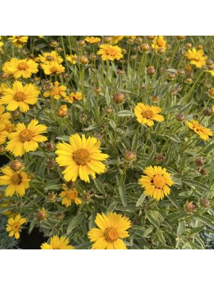 Coreopsis Tequila Sunrise