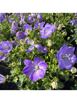 Bellflower Rapido Blue