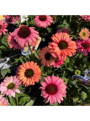 Coneflower Sunseeker Rainbow
