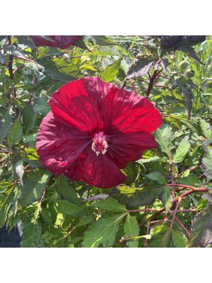 Hibiscus Hardy Blackberry Merlot