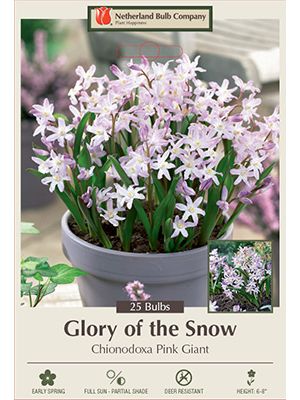 Chionodoxa Pink Giant 20PK