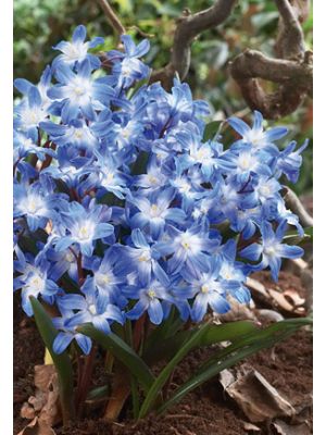 Chionodoxa Blue Giant 20PK