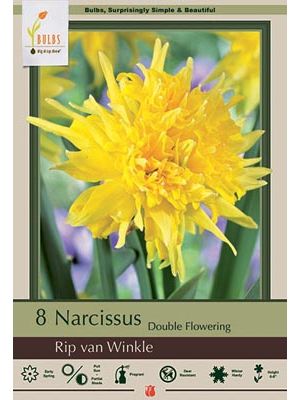 Narcissus Rip Van Winkle 7PK