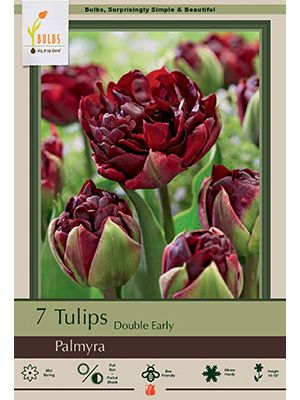 Tulip Palmyra 7PK