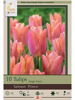 Tulip Salmon Prince 7 PK
