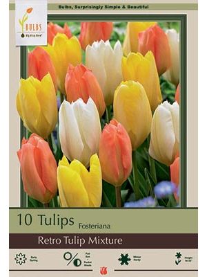 Tulip Retro Mix 7PK