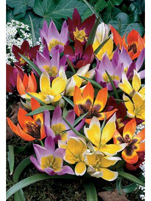 Tulip Wildflower Mix 15PK