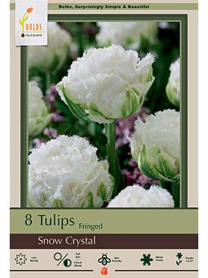 Tulip Snow Crystal 7PK