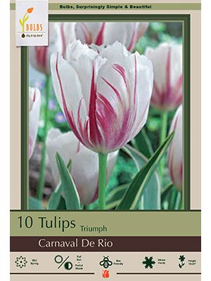 Tulip Carnaval De Rio 7PK