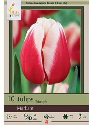 Tulip Markant 7PK