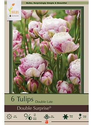 Tulip Double Suprise 7PK