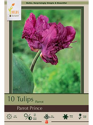 Tulip Parrot Prince 7 PK