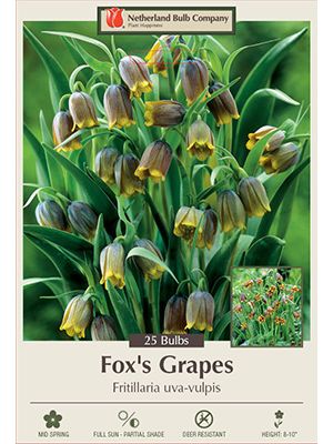 Fritillaria Uva-Vulpis 20PK