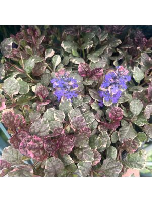 Ajuga Burgundy Glow