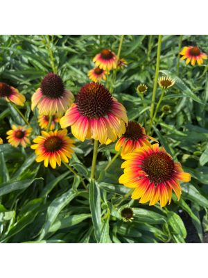 Coneflower Fine Feathered Parrot