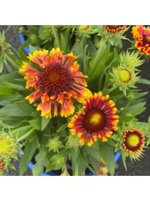 Blanket Flower Spintop Copper Sun