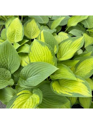 Hosta Paul's Glory