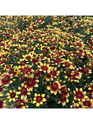 Coreopsis Bengal Tiger