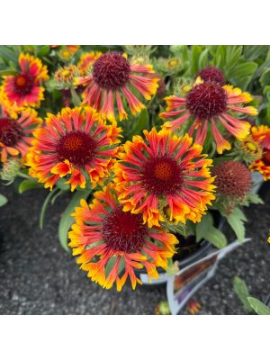 Blanket Flower Spintop Copper Sun