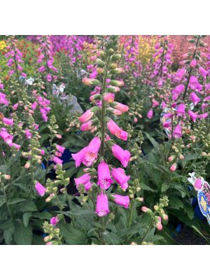 Foxglove Pink Panther