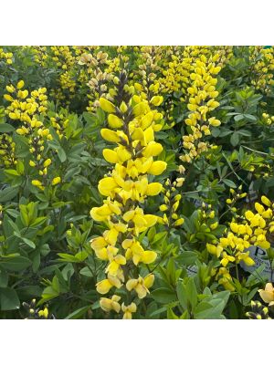 False Indigo Decadence Lemon Meringue