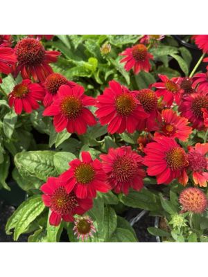 Coneflower Artisan Red Ombre