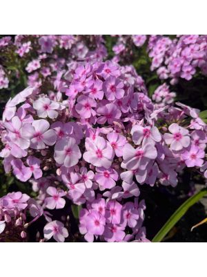 Phlox Candy Store Cotton Candy