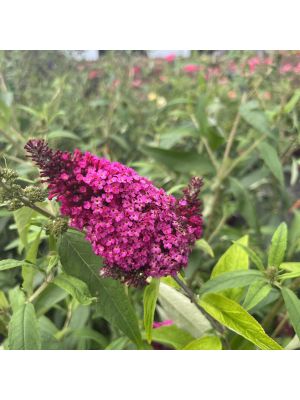 Butterfly Bush Funky Fuchsia