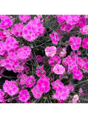 Dianthus Everbloom Watermelon Ice