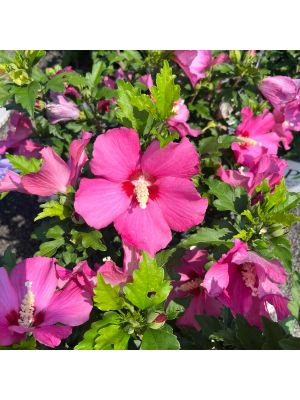 Rose of Sharon Paraplu Rouge