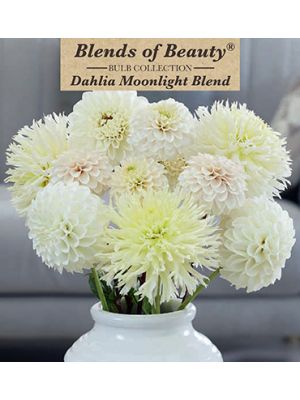 Dahlia Moonlight Blend 3PK