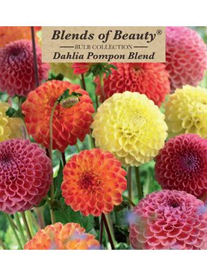 Dahlia PomPon Blend 3PK