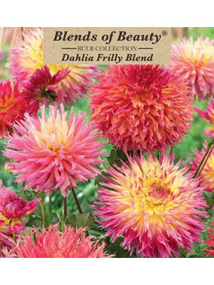 Dahlia Frilly Blend 3PK