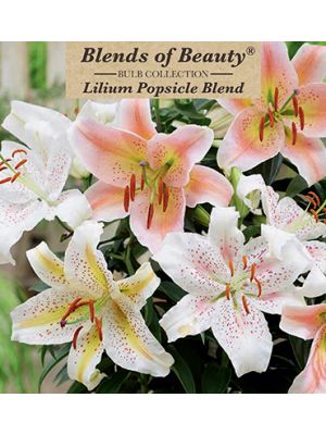 Lily Popsicle Blend 6PK