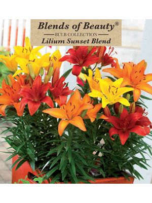 Lily Sunset Blend 8PK