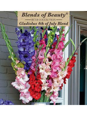 Gladiolus 4th of July 30PK
