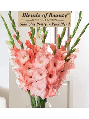 Gladiolus Pretty in Pink 30PK