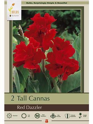 Canna Red Dazzler 2PK