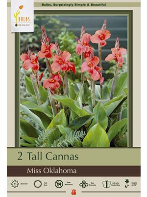 Canna Miss Oklahoma 2PK