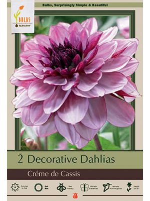 Dahlia Deco Crem De Cassis 2PK