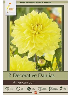 Dahlia Deco American Sun 2PK