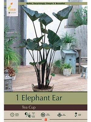 Colocasia Tea Cup 9/11