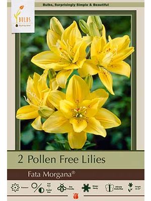 Lilium Fata Morgana 2PK