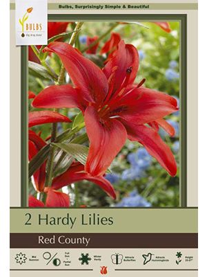 Lilium Red County 2PK
