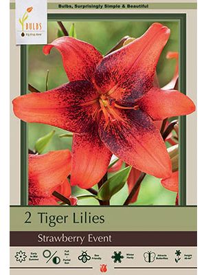 Lilium Strawberry Event 2PK